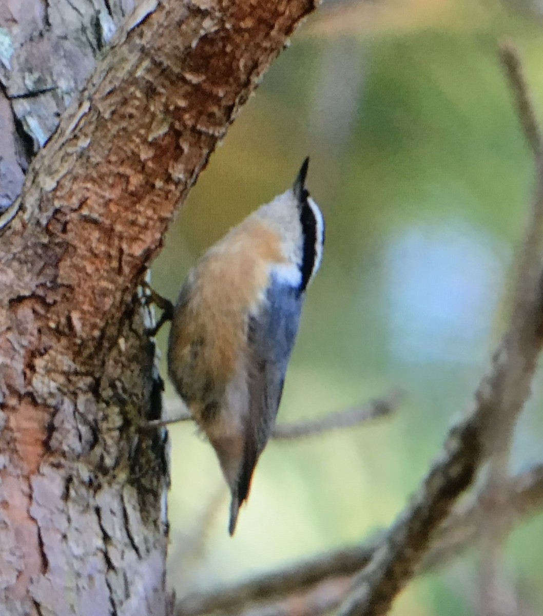 Red-breasted Nuthatch - ML273942221