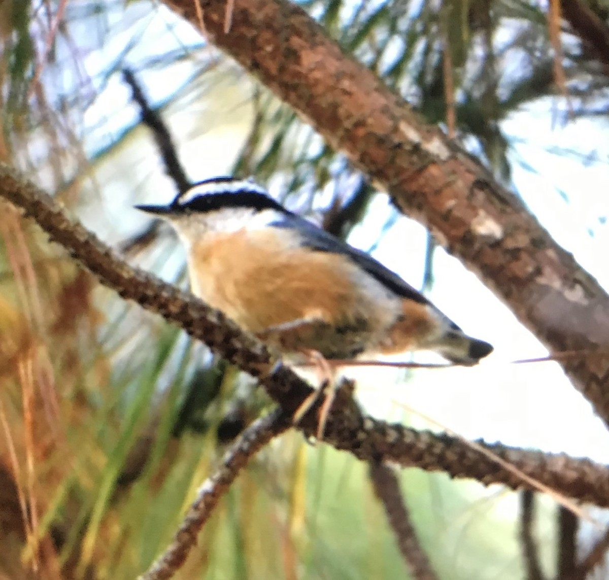 Red-breasted Nuthatch - ML273942281