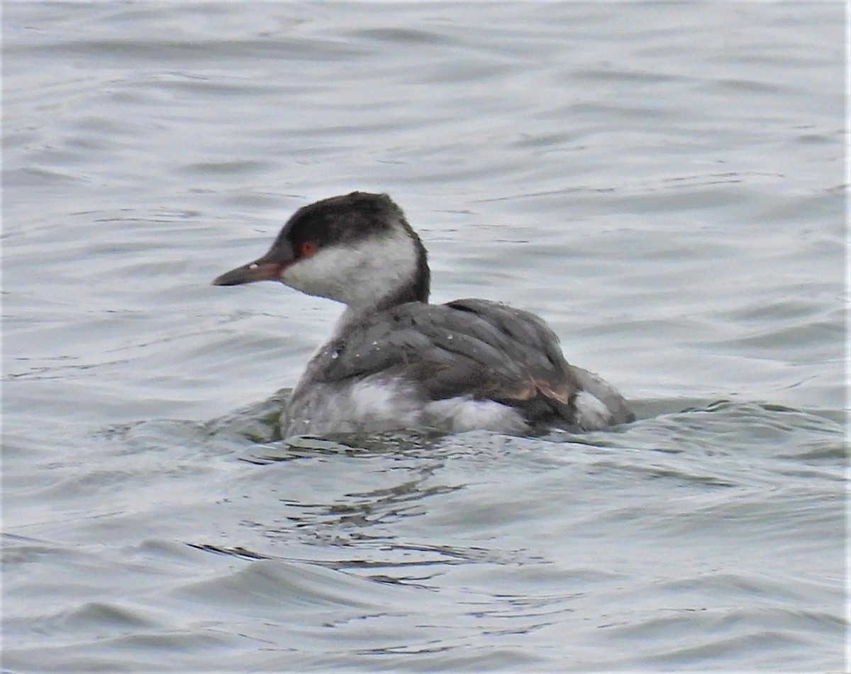 Horned Grebe - ML273943331