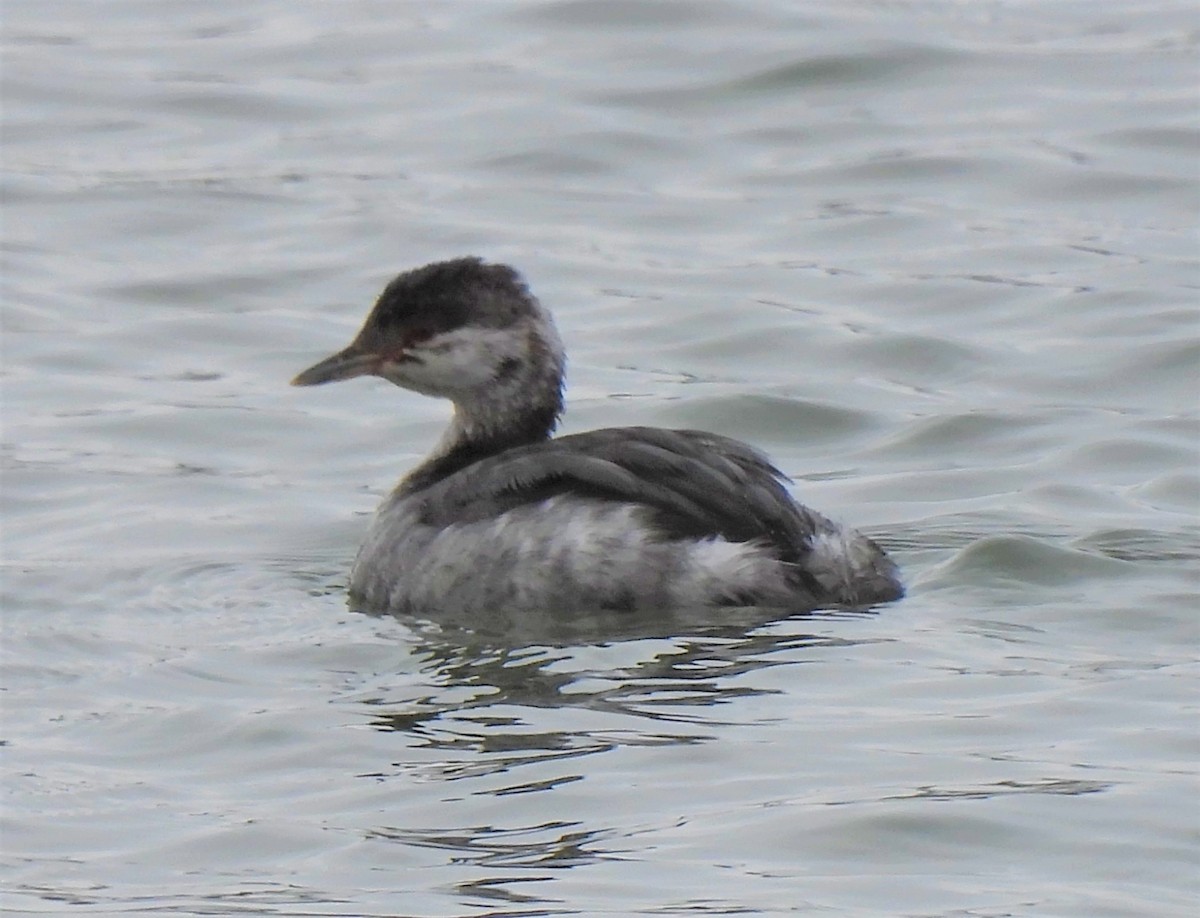 Horned Grebe - ML273943351