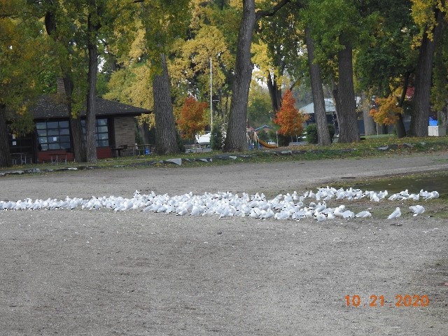 Ring-billed Gull - Dorothy Dunlap