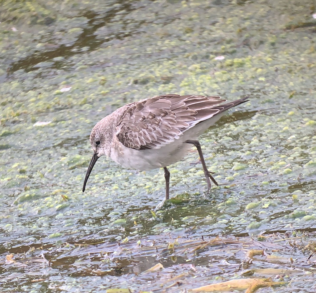 jespák křivozobý - ML273944511