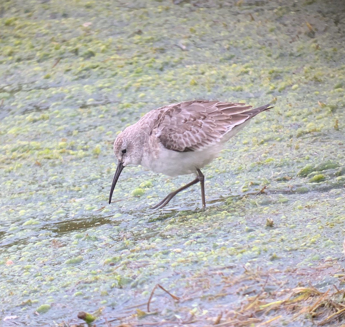 jespák křivozobý - ML273944521