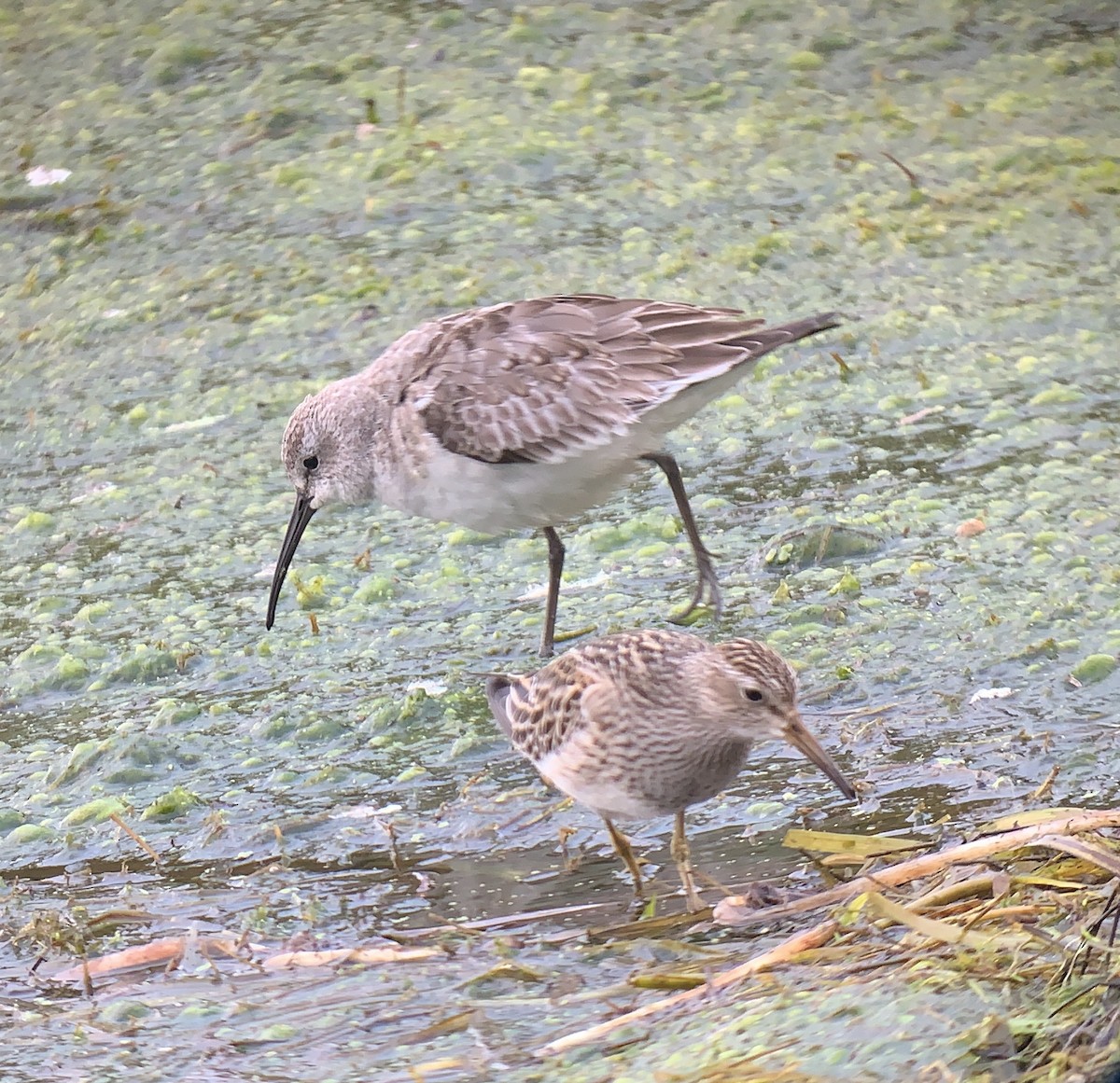 jespák křivozobý - ML273944531