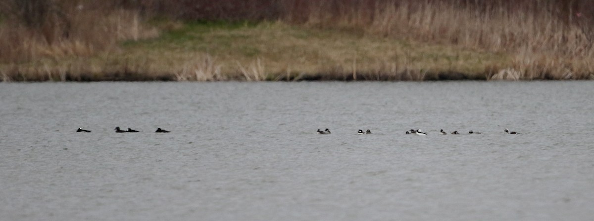 Surf Scoter - ML27394471