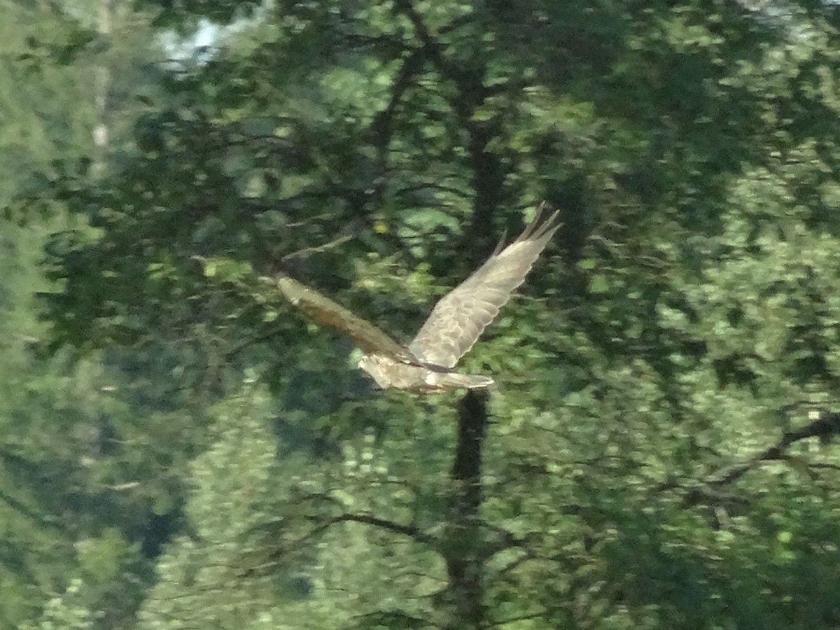 Common Buzzard - ML273944821