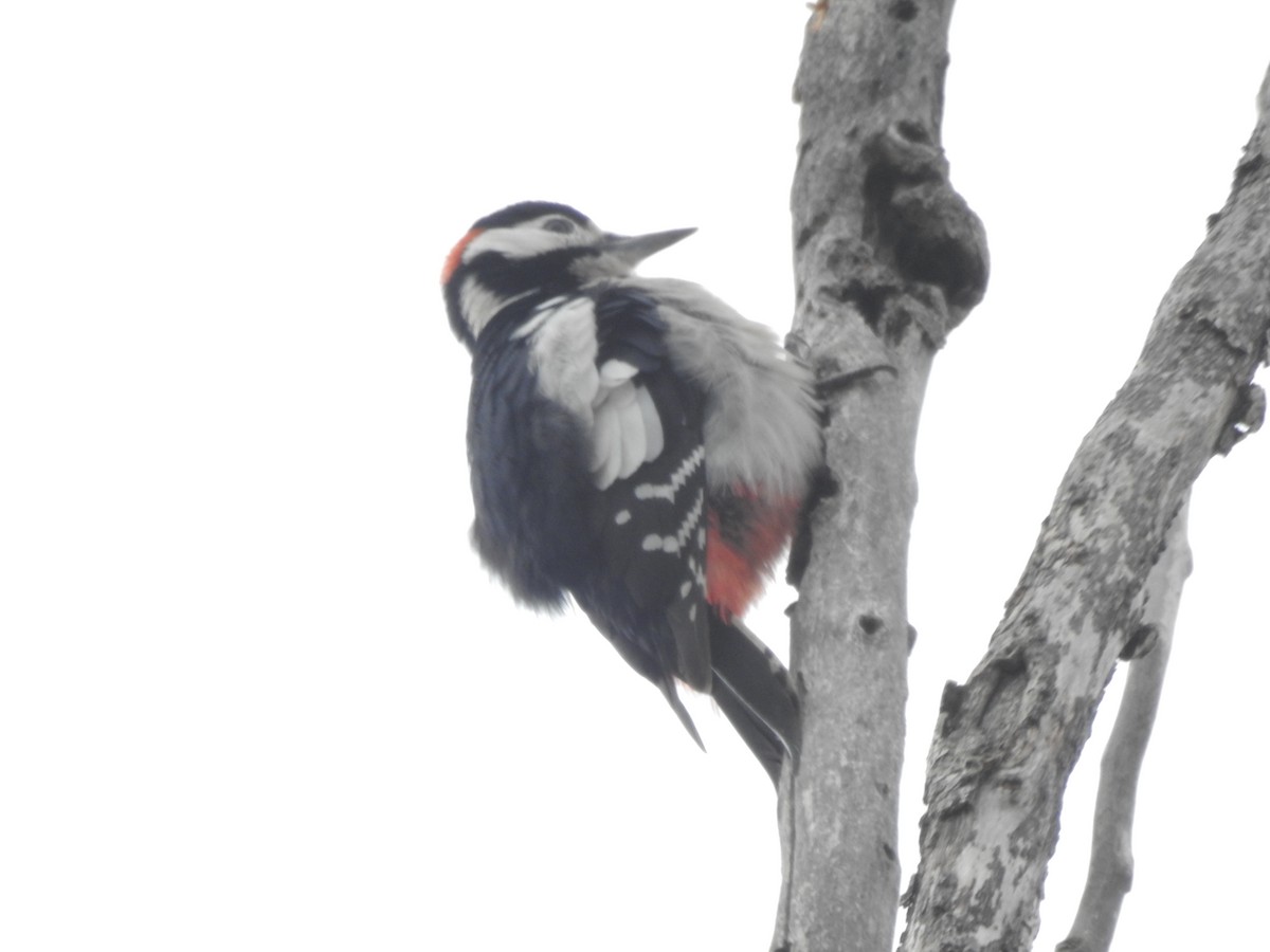 Алаг тоншуул - ML273944861