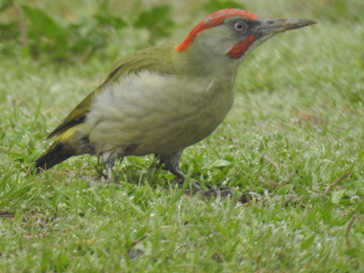 Iberian Green Woodpecker - ML273944951