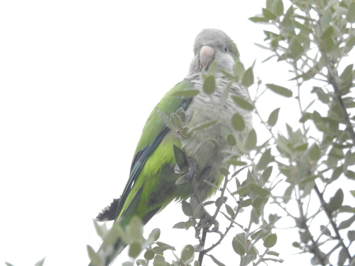 Monk Parakeet - ML273945061