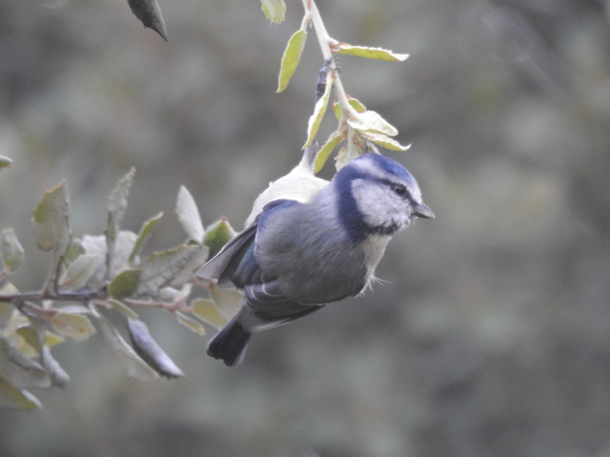 Өрнийн хөх бух - ML273946111