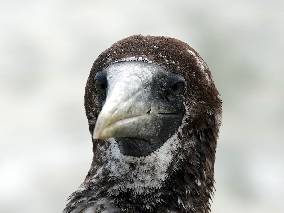 Masked Booby - Lois Ballard