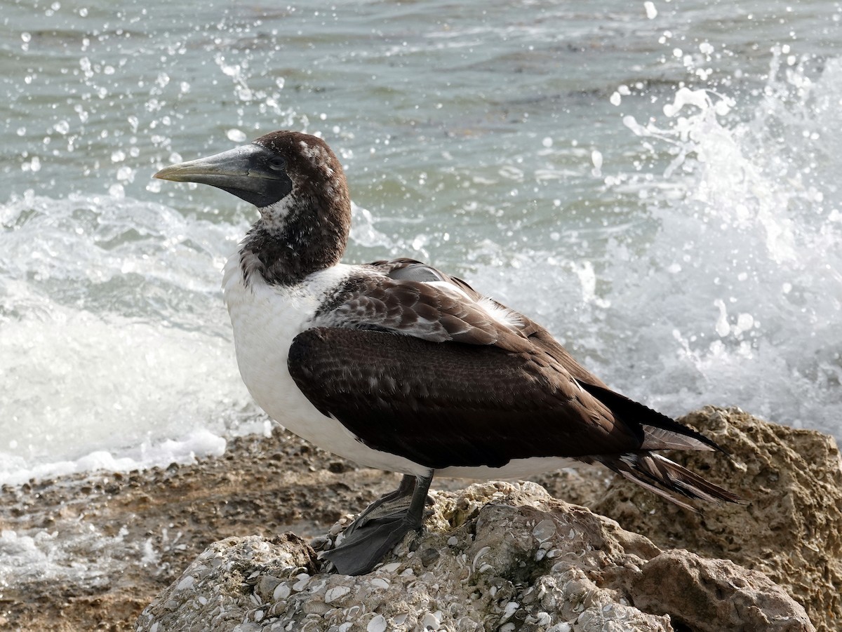 Masked Booby - Lois Ballard