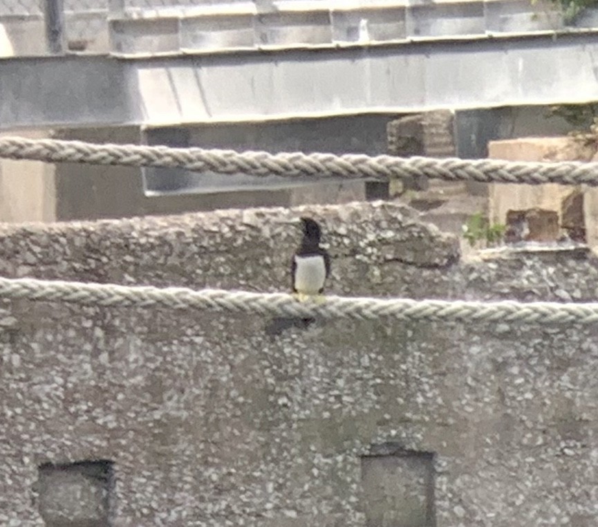 terej žlutonohý - ML273948131