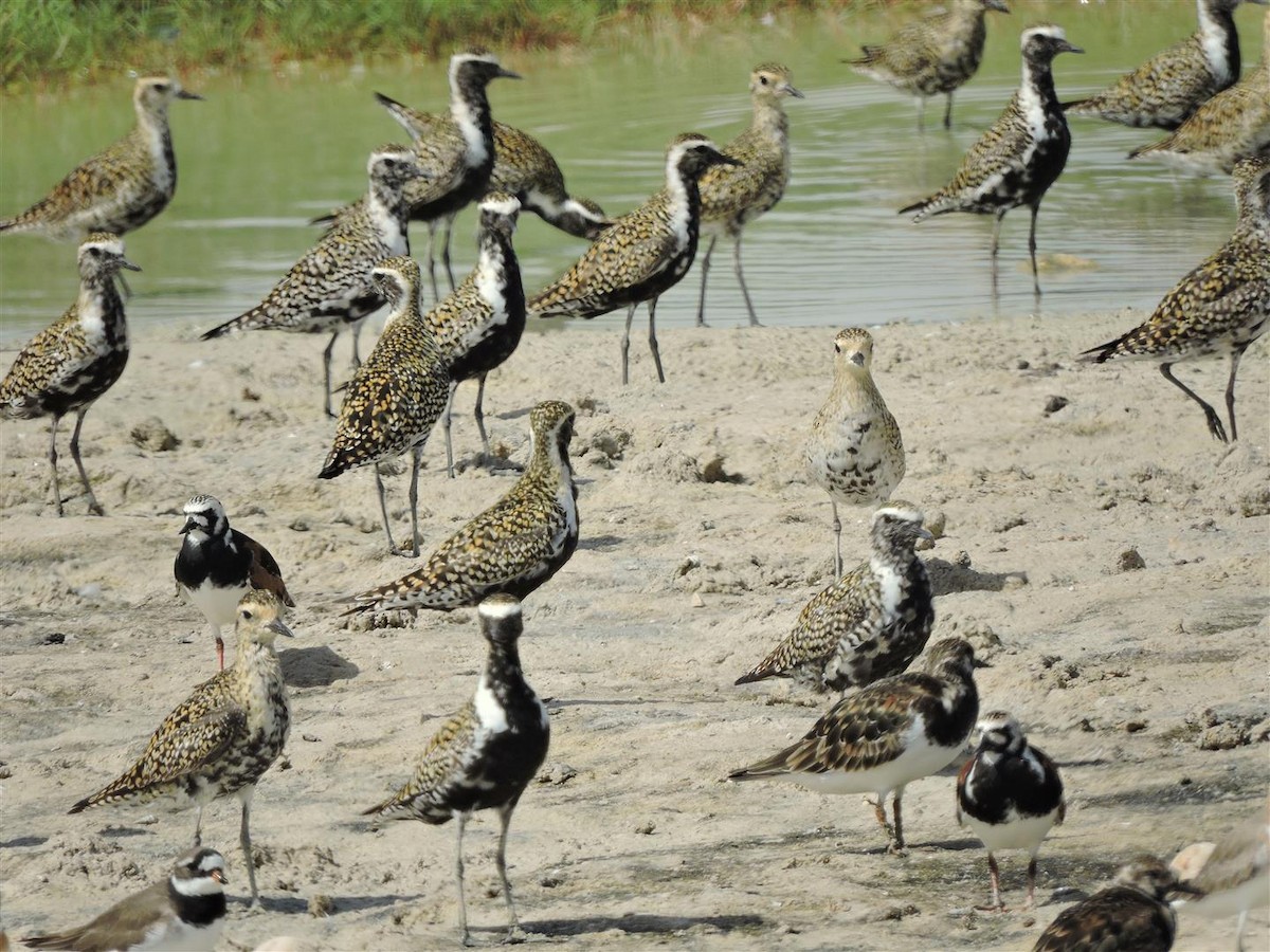 Pacific Golden-Plover - Robert Tovey