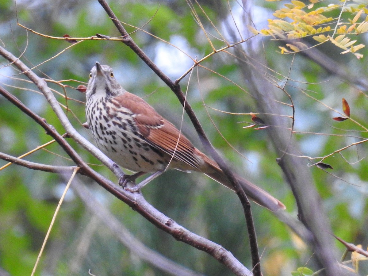 Brown Thrasher - ML273948881