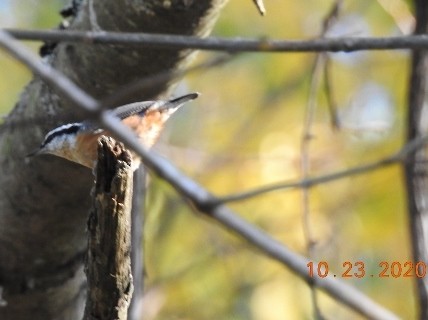 Red-breasted Nuthatch - ML273949711