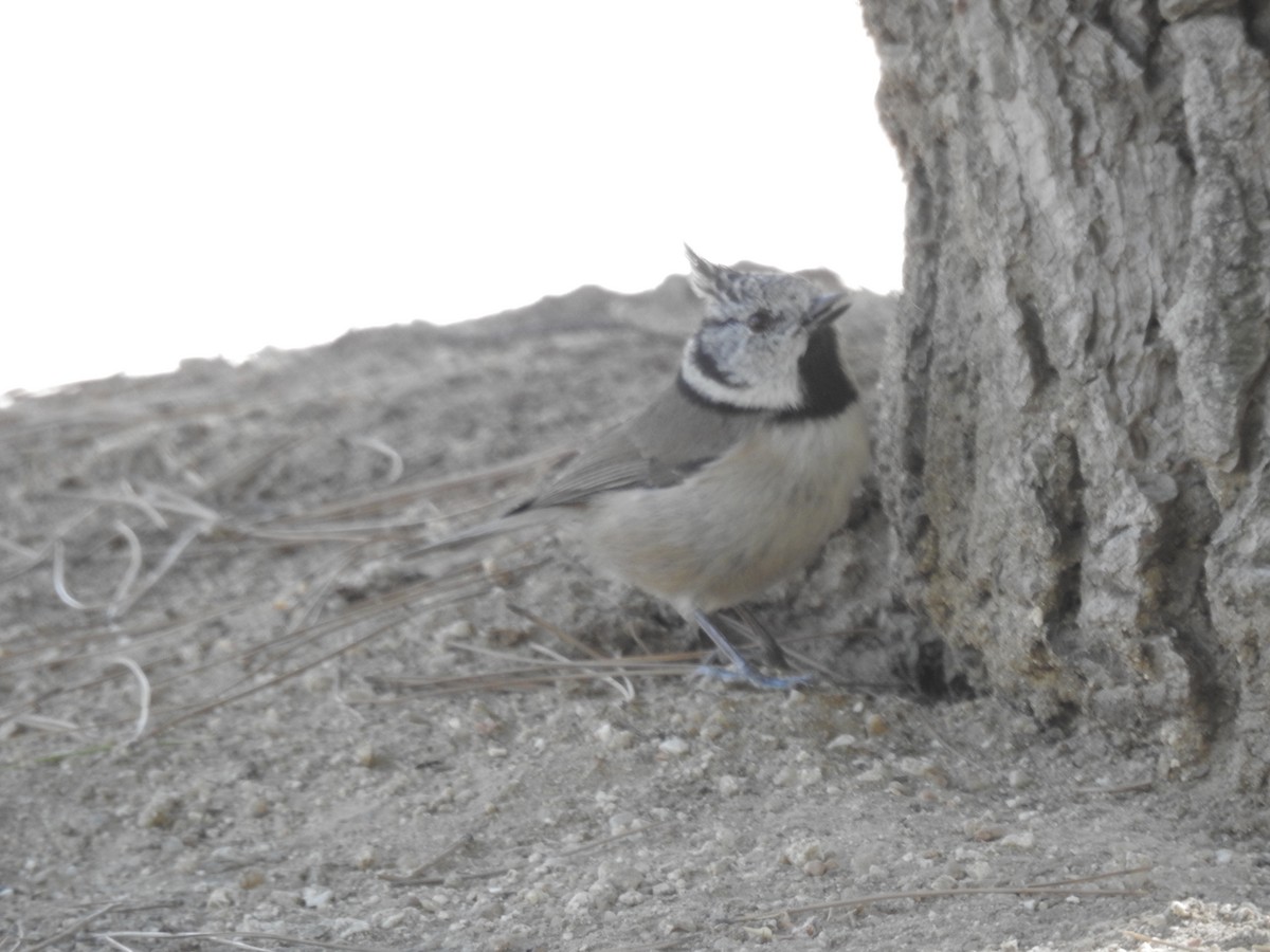 Crested Tit - ML273950311
