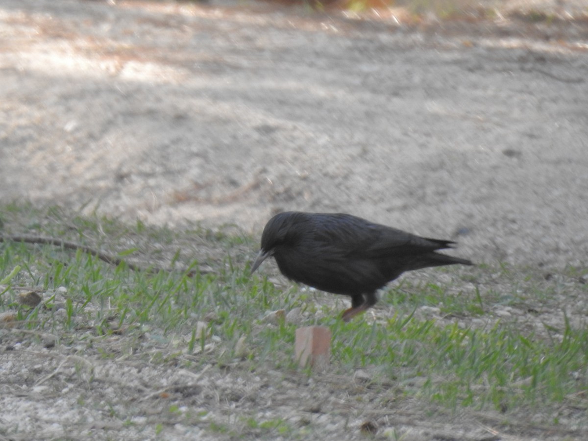 Spotless Starling - ML273951651