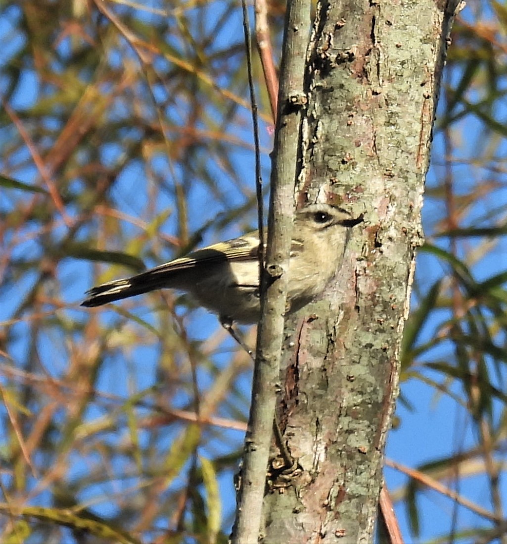 Golden-crowned Kinglet - ML273954101