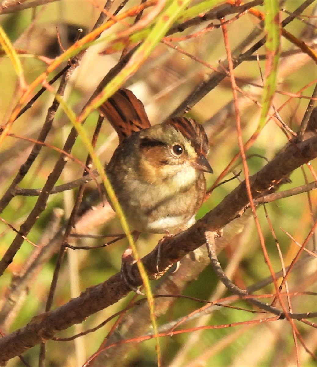 Swamp Sparrow - ML273954241