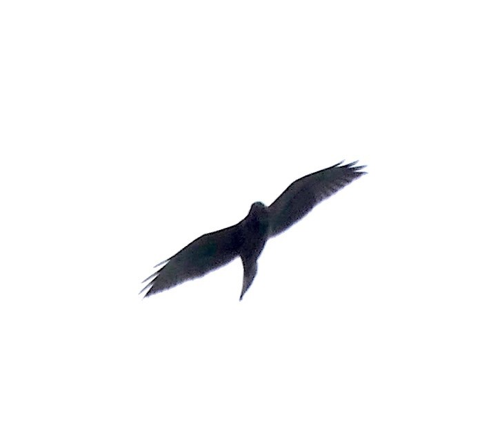 Broad-winged Hawk - ML273954451