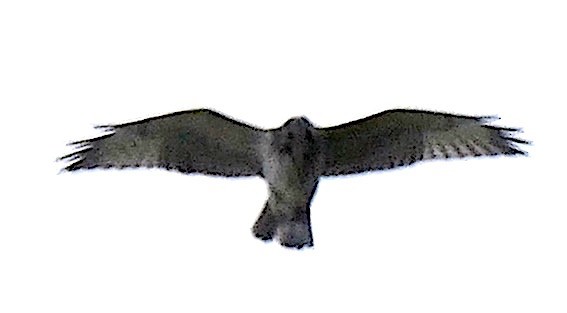 Broad-winged Hawk - ML273954471