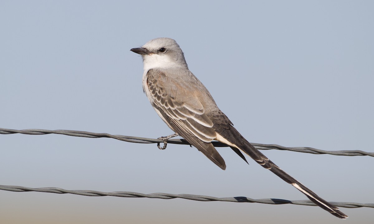 Scissor-tailed Flycatcher - ML27395551