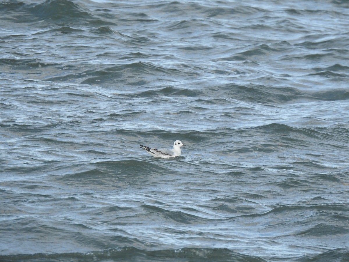 Bonaparte's Gull - Jacques Bélanger