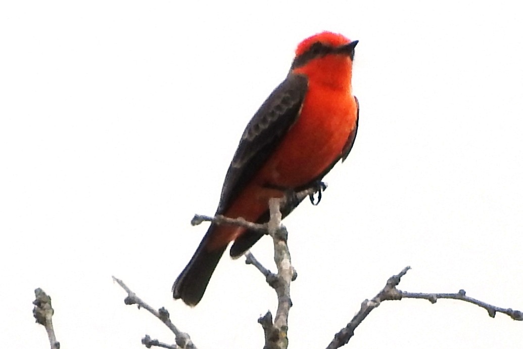 Vermilion Flycatcher - ML273956151