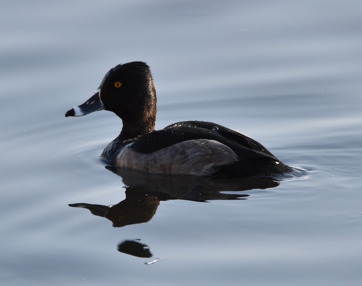 Ring-necked Duck - Peter Olsoy