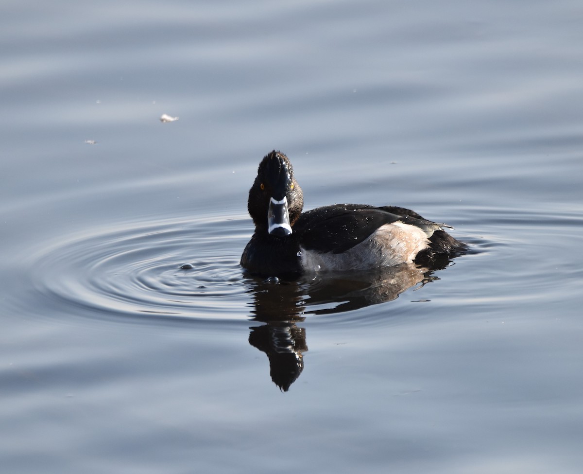 Ring-necked Duck - Peter Olsoy