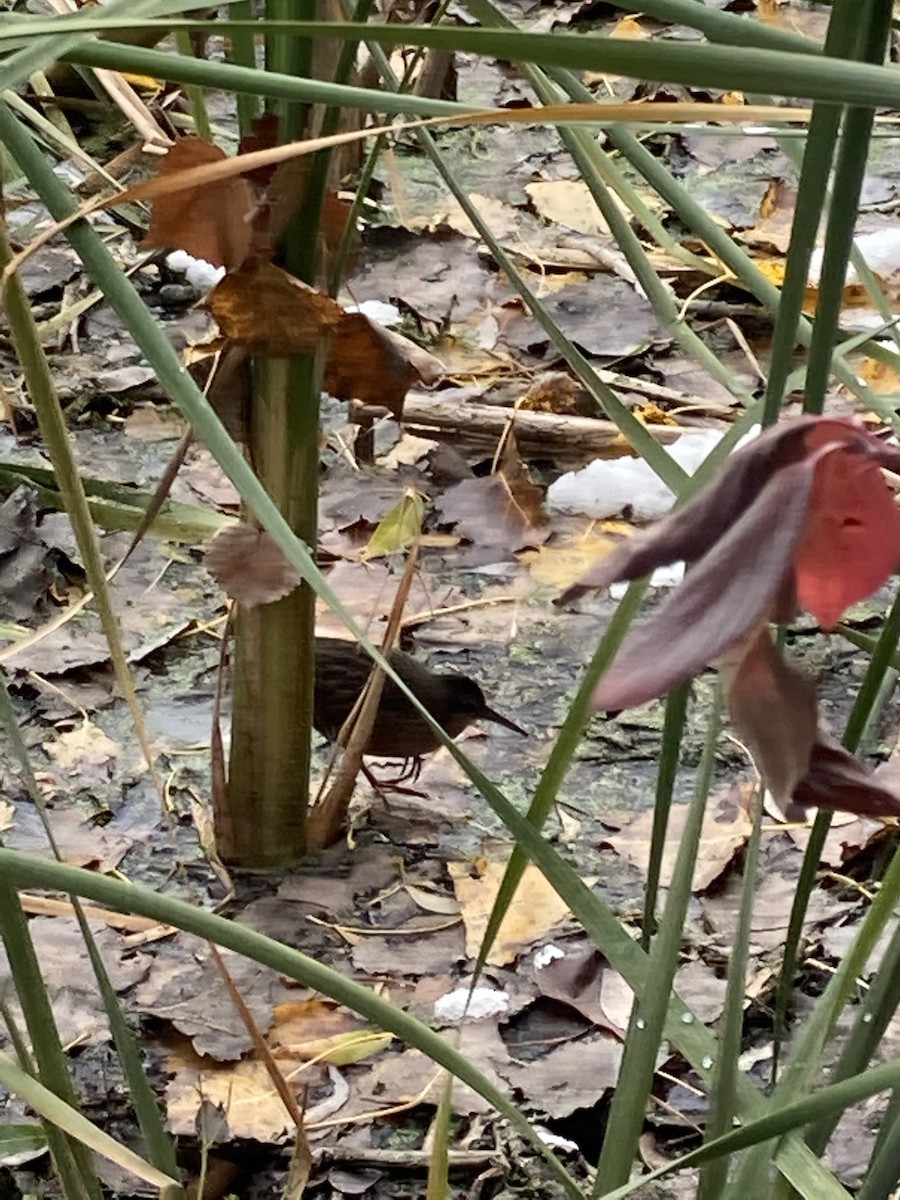 Virginia Rail - ML273956741