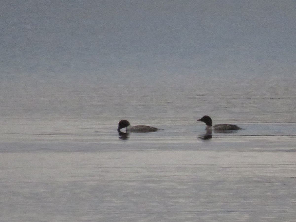 Common Goldeneye - ML273959141