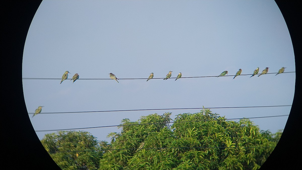 Blue-cheeked Bee-eater - Harsh Kalavadiya