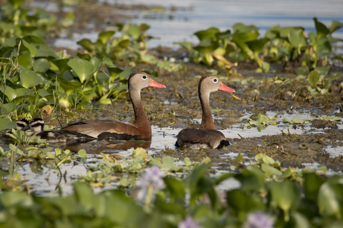 Black-bellied Whistling-Duck - ML273959361