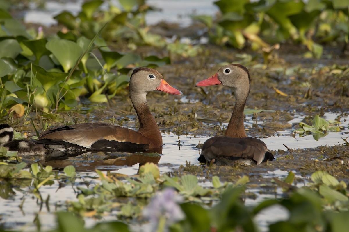 Black-bellied Whistling-Duck - John Faber