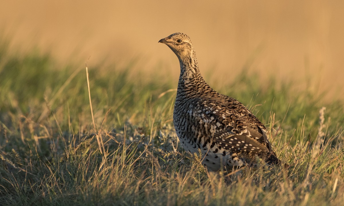 Sharp-tailed Grouse - ML27395951