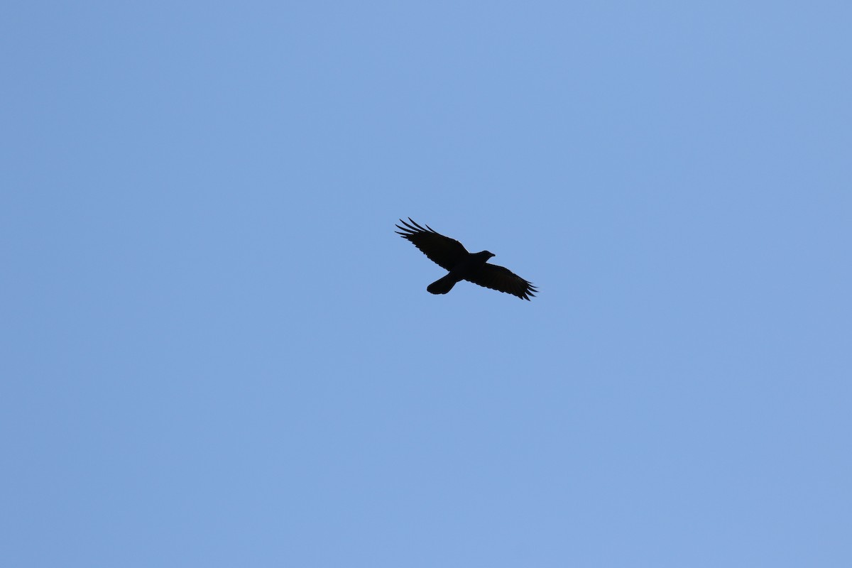 Fish Crow - ML27396101