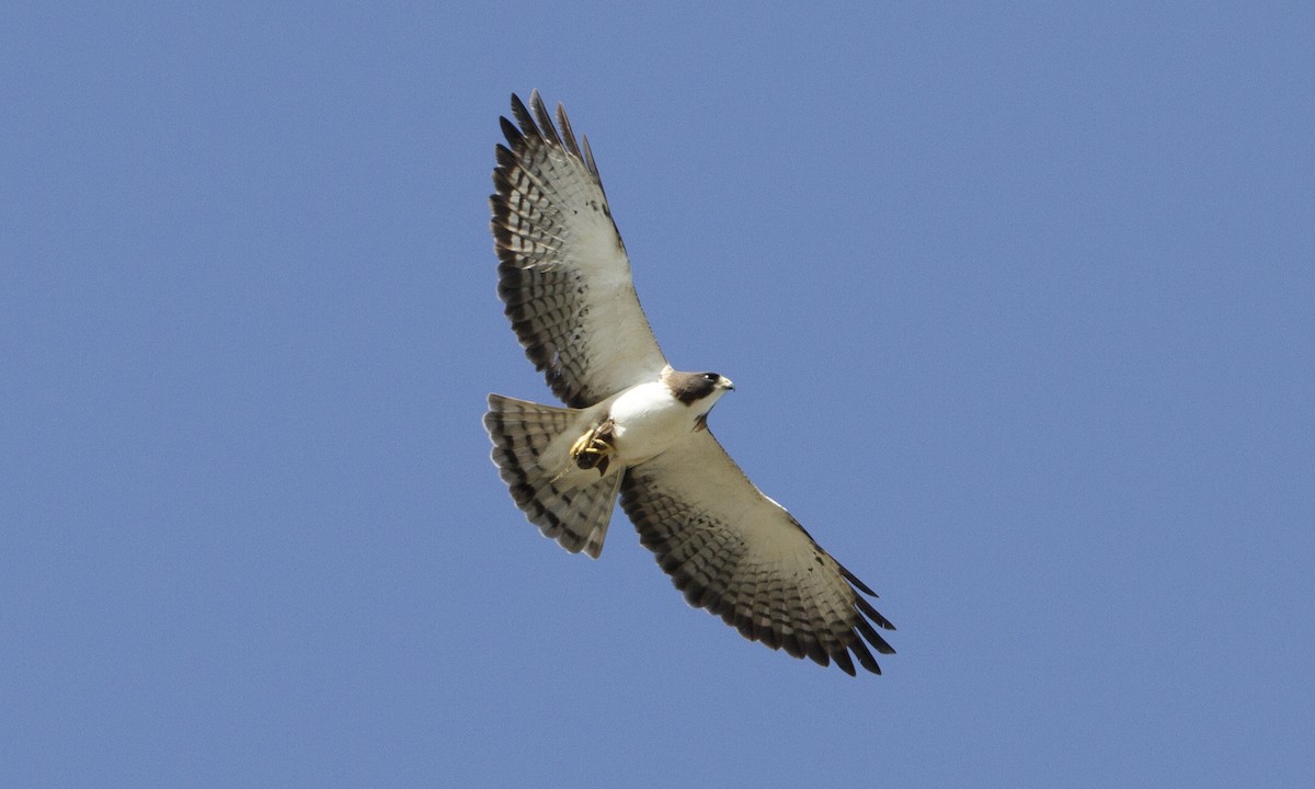 Short-tailed Hawk - ML27396141