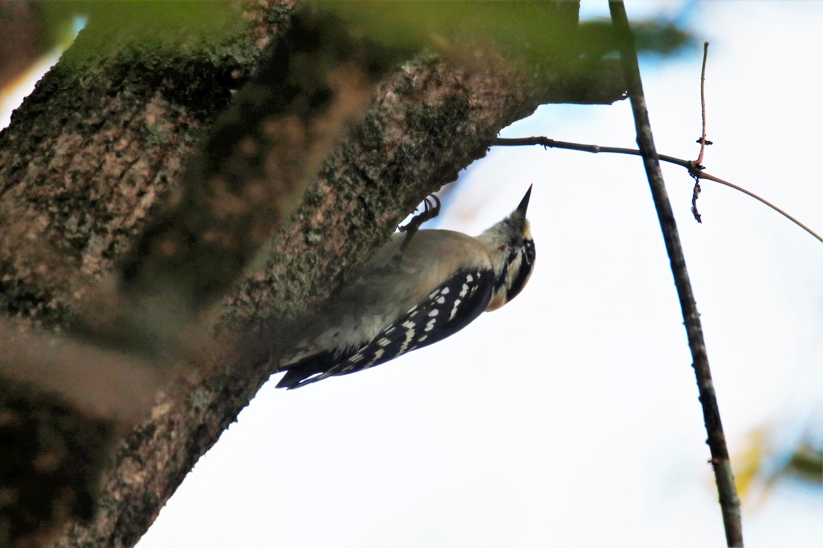Downy Woodpecker - ML273964631