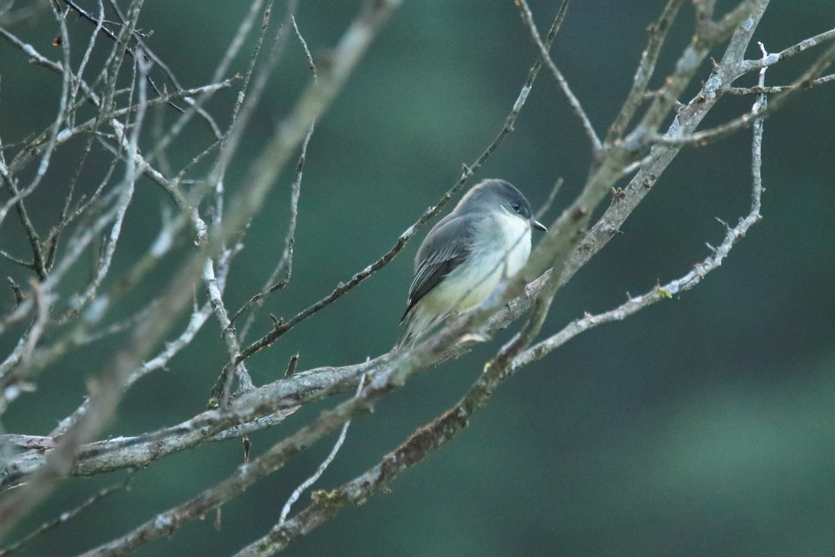Eastern Phoebe - ML273964721
