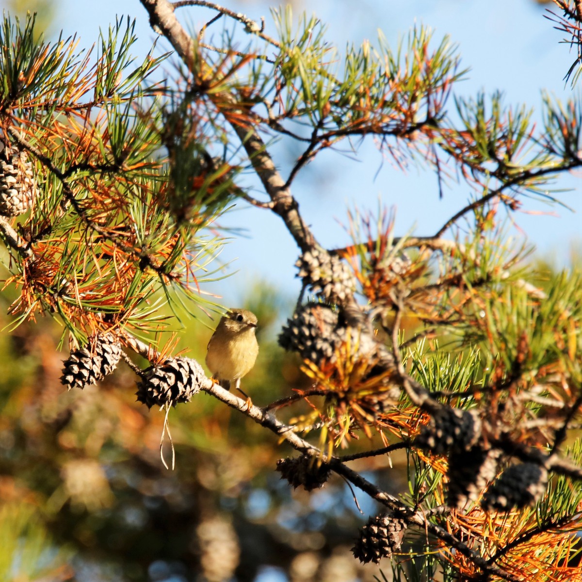 Ruby-crowned Kinglet - Mary Erickson