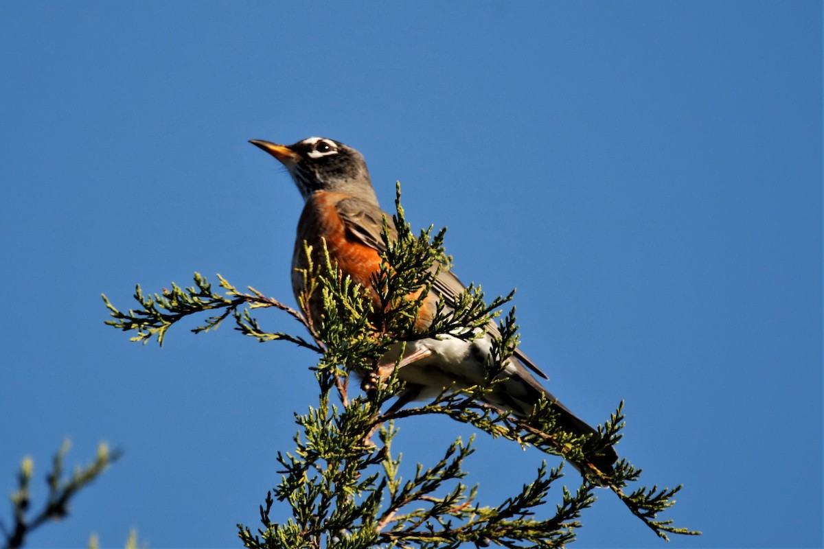 American Robin - ML273965321