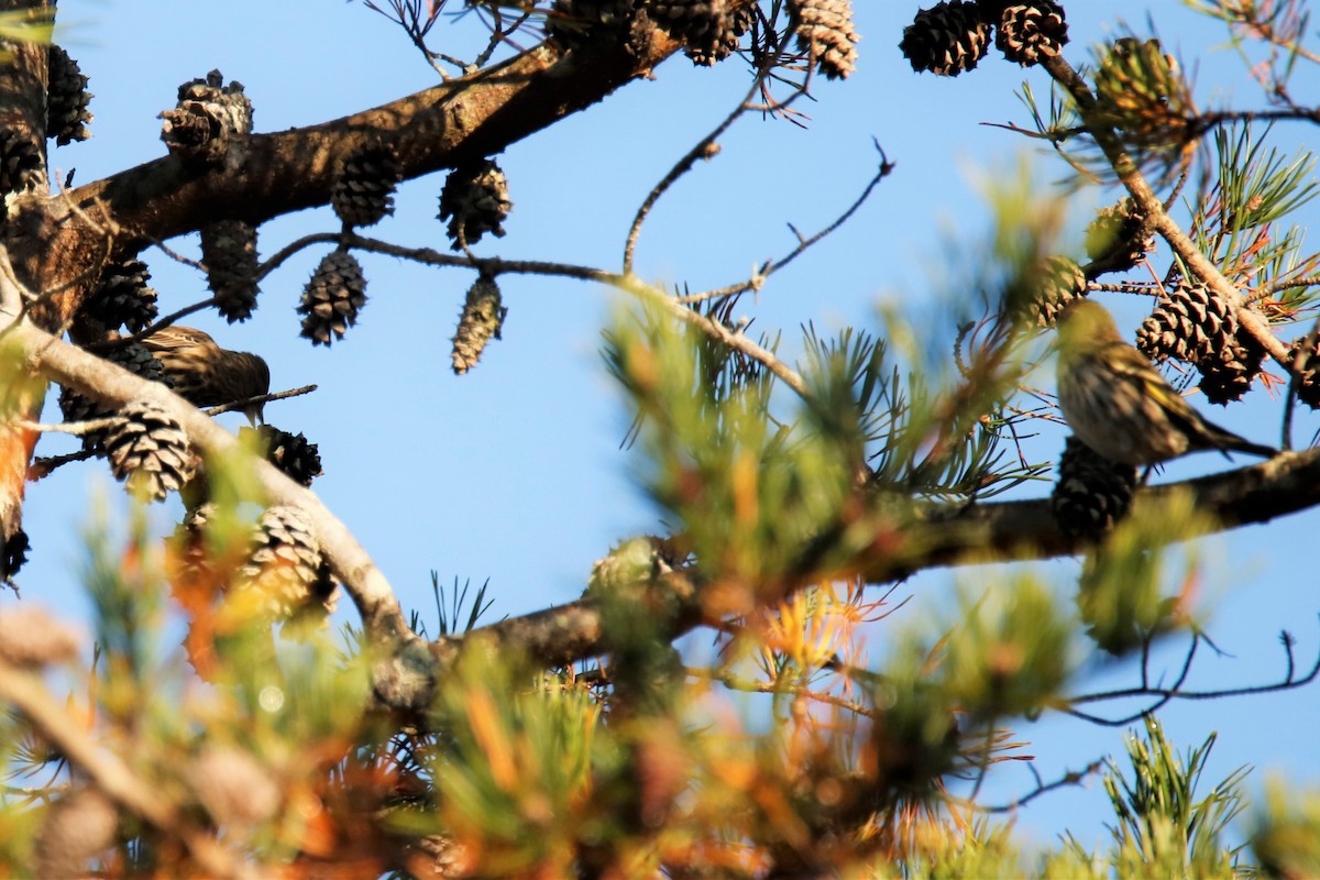 Pine Siskin - ML273965921