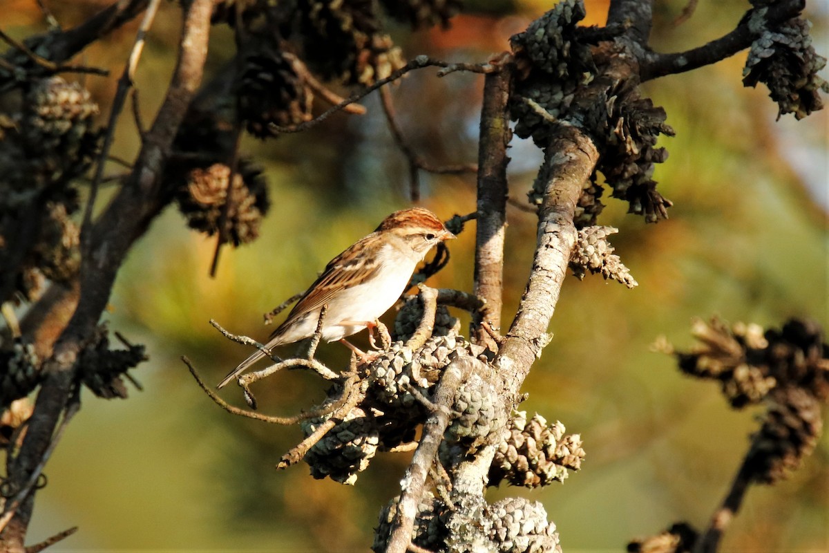 Chipping Sparrow - ML273965981