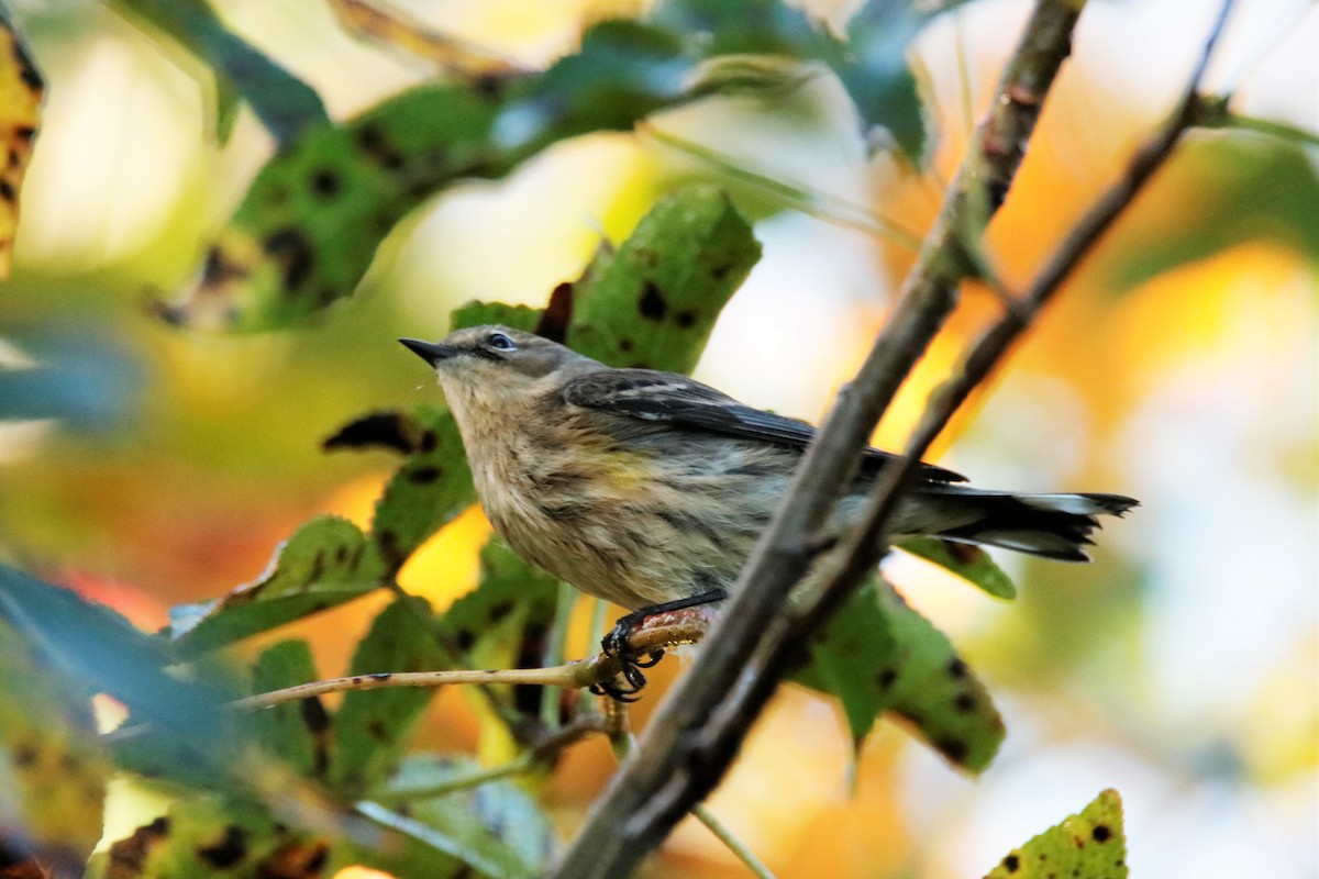 Yellow-rumped Warbler - ML273966361