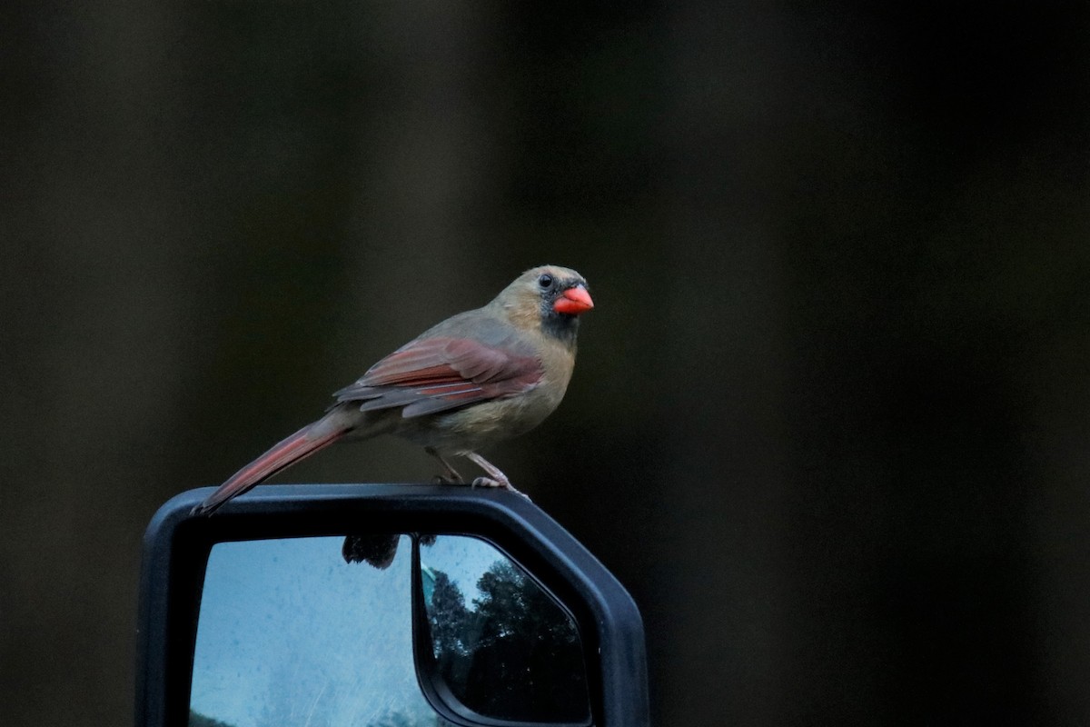 Northern Cardinal - Mary Erickson