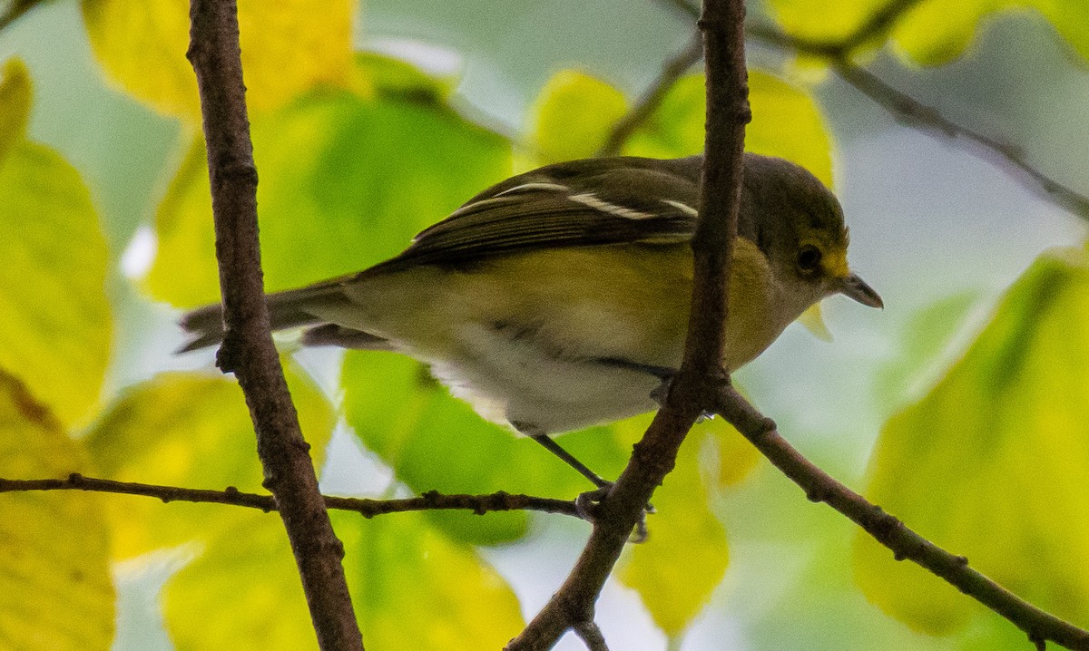 White-eyed Vireo - ML273966591