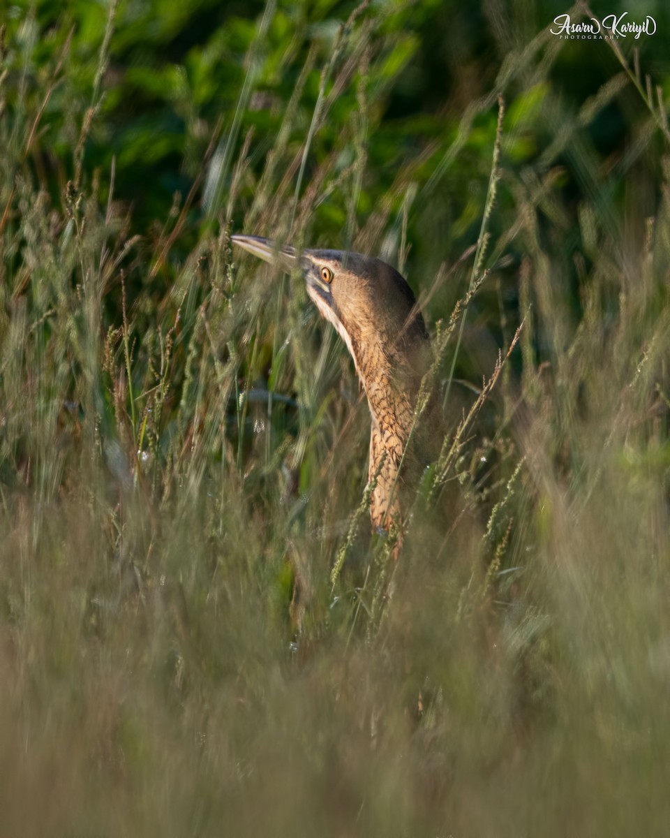 Great Bittern - ML273966631