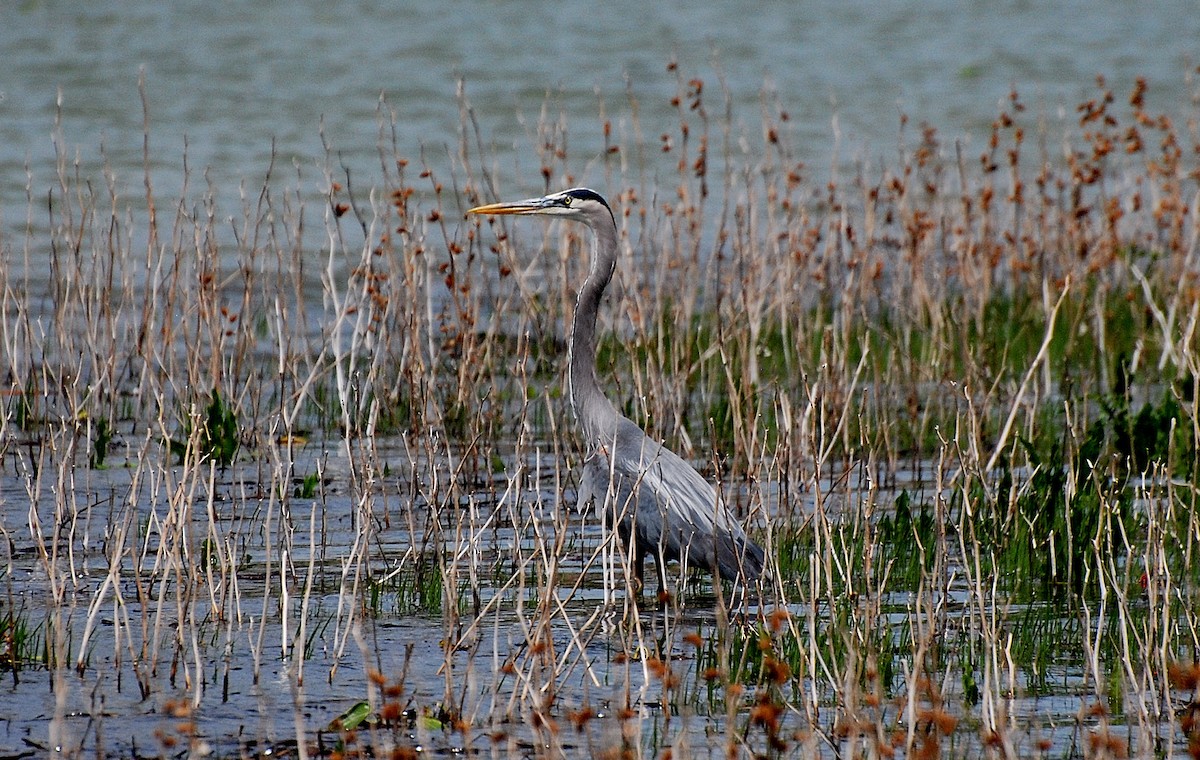 Great Blue Heron - ML273966661